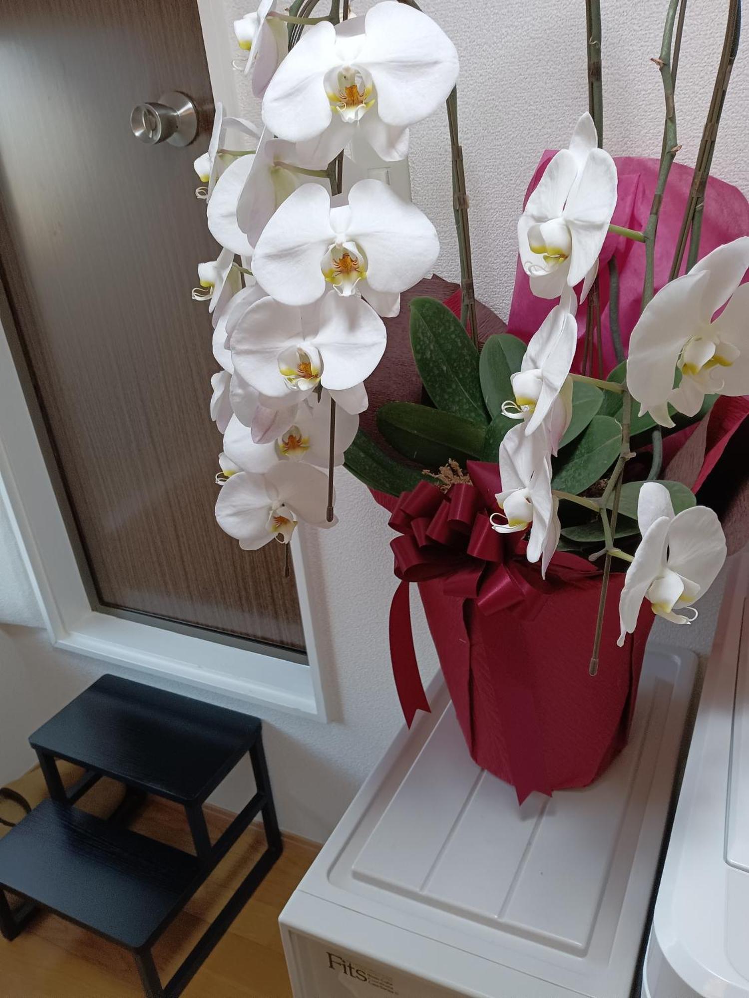 Tokyo Downtown牡丹莊 Villa Luaran gambar
